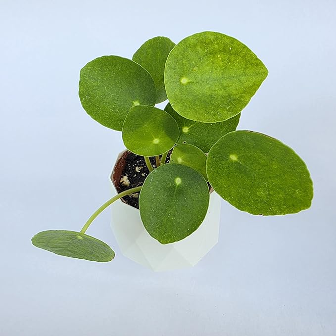 Chinese Money Plant Live (Pilea Peperomioides) | Available in 2.5 Inch & 4 Inch Nursery Pot or Add Our Geometric Self-Watering Planter | Air Purifying (Self-Watering Planter, 2.5 inch Pot)