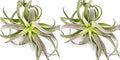 ragnaroc Air Plants - Tillandsia Cacticola, Jumbo 6-9" - 2ct - Live Arrival Guaranteed - House Plants for Home Decor & Gift