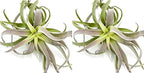 ragnaroc Air Plants - Tillandsia Cacticola, Jumbo 6-9" - 2ct - Live Arrival Guaranteed - House Plants for Home Decor & Gift
