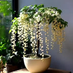 Climbing Jasmine Seeds for Planting 100pcs Fragrant Flowering Vine Fast-Growing for Fences, Trellises & Garden Landscaping