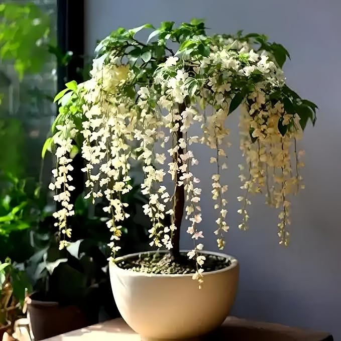 Climbing Jasmine Seeds for Planting 100pcs Fragrant Flowering Vine Fast-Growing for Fences, Trellises & Garden Landscaping