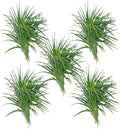 ragnaroc Air Plants - Flowering Tillandsia Pink Paske Large 5" - 5ct - Live Arrival Guaranteed - House Plants for Home Decor & Gift