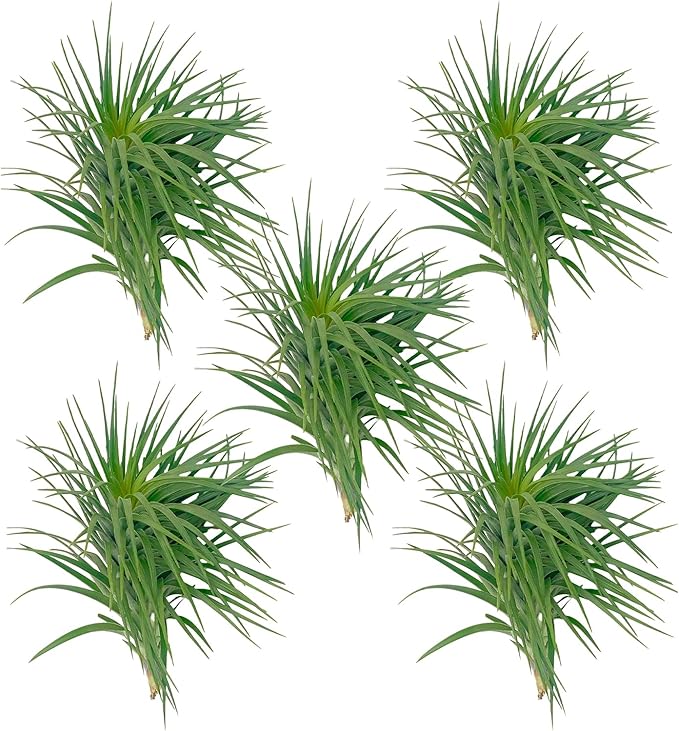 ragnaroc Air Plants - Flowering Tillandsia Pink Paske Large 5" - 5ct - Live Arrival Guaranteed - House Plants for Home Decor & Gift