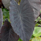 ‘Black Magic’ Taro, a Great Live Pond Plant for Your Water Garden. Filters The koi and Goldfish Pond. Good for Bogs, Plant Shelf or Shallow Water This marginal Aquatic is a Real Beauty