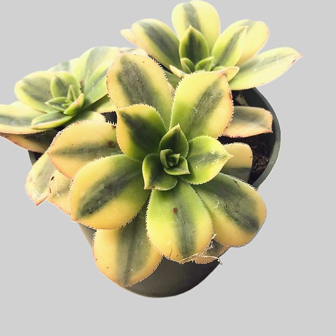 Aeonium Sunburst Succulent Rare Tri-Color Rosette – Variegated Live Plant in 4" Pot, Easy Care Drought-Tolerant Succulent, Indoor/Outdoor Patio Plant, Colorful Variegated Aeonium