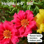 KVITER 15,000 Mix Moss Rose Seeds for Planting (Portulaca grandiflora) - Heirloom Flowering Ground Cover, Purslane Double Flower Portulaca Seed - Flower Seeds to Plant Outside, Beds, Baskets