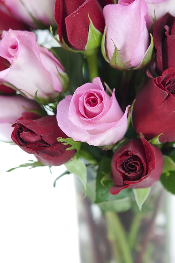 KaBloom - Long Stemmed Red and Pink Roses (Two Dozen) with Vase - Fresh Flowers for Birthday, Valentine's & Mother's Day