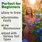 HOME GROWN Morning Glory Seeds,Heavenly Blue (2 Pack) 300 Heirloom Morning Glories Vine Seeds for Planting Ideal for a Flower Garden that Attracts Pollinators and Birds(Ipomoea Tricolor)