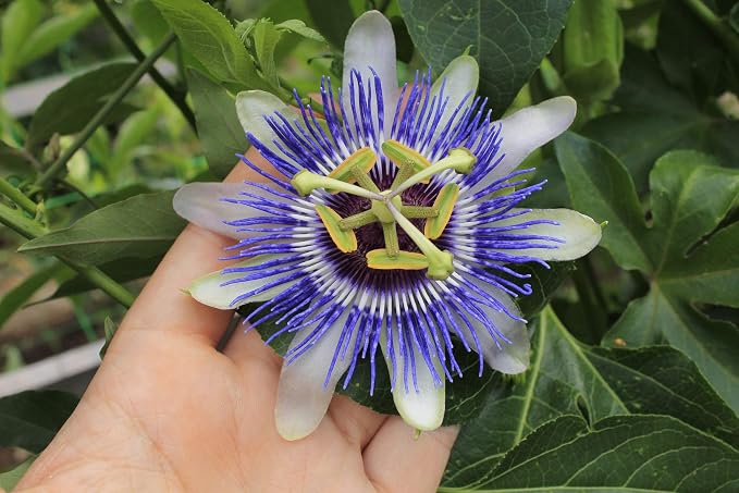 Seeds Passionflower Purple Vine Wild Apricot Maypop Indoor Exotic Perennial Flowers for Planting