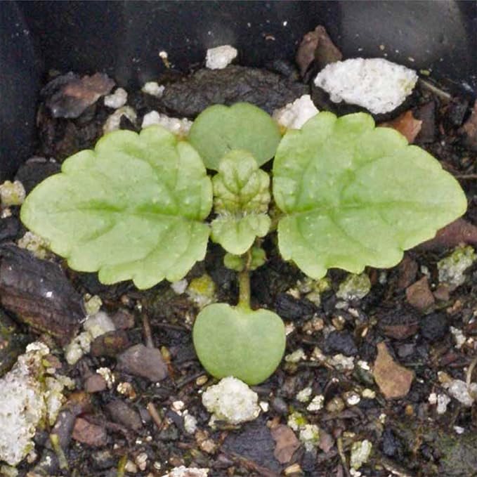 Seed Needs Lemon Balm Seeds for Planting - Non-GMO, Heirloom & Untreated Perennial Medicinal Herb - Plant Indoors/Outdoors Used for Making Calming Tea (1 Pack)