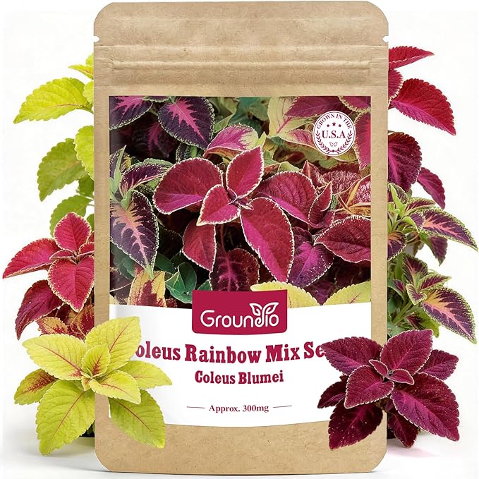 Coleus Rainbow Mix Seeds for Planting – Coleus Colorful Flower Seeds – Non-GMO Heirloom Seeds for Outdoor & Indoor Garden, Containers, Borders, Patios (Coleus scutellarioides)
