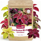 Coleus Rainbow Mix Seeds for Planting – Coleus Colorful Flower Seeds – Non-GMO Heirloom Seeds for Outdoor & Indoor Garden, Containers, Borders, Patios (Coleus scutellarioides)