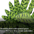 American Plant Exchange Calathea Rattlesnake – 6-Inch with Pot Cover – Live Pet-Friendly Indoor Houseplant with Wavy Green Leaves for Low-Light Homes, Offices, Bedrooms & Shelf Décor