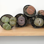 Plants for Pets Safe Non-Toxic Living Stones Succulents (8PK) XL Real Giant Lithops, Live Succulent Plants for Cats & Dogs, 2.5" Pots, Pet Friendly Houseplants, Unique Houseplant for Home or Office
