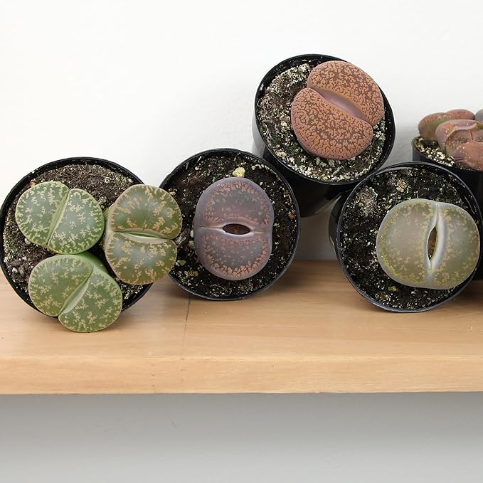 Plants for Pets Safe Non-Toxic Living Stones Succulents (8PK) XL Real Giant Lithops, Live Succulent Plants for Cats & Dogs, 2.5" Pots, Pet Friendly Houseplants, Unique Houseplant for Home or Office