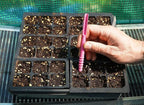 Dibby Seed Sowing Garden Tool Dibber Planter Transplanter – Sow Seeds at the Right Depth – Easily Transplant Delicate Seedlings (Little Dibby) Pink