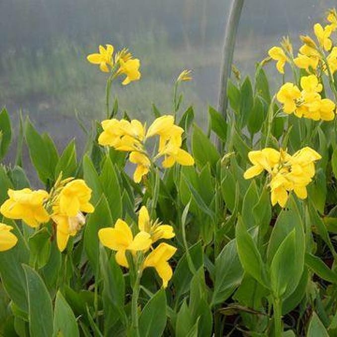 Canna 'Golden', a Great Live Pond Plant for Your Water Garden. Filters koi and Goldfish Ponds. Good for Bogs, Plant Shelf or Shallow Water This marginal Aquatic is a Real Beauty