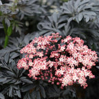 Proven Winners Laced Up Elderberry (Sambucus nigra) Live Plant, 4.5" Qt, 4 Pack