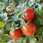Seed Needs Tiny Tim Tomato Seeds for Planting Dwarf Cherry Tomatoes - Non-GMO Heirloom & Untreated Veggie Seed to Plant a Home Grown Outdoor Vegetable Garden (5 Packs)