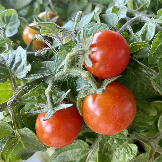 Seed Needs Tiny Tim Tomato Seeds for Planting Dwarf Cherry Tomatoes - Non-GMO Heirloom & Untreated Veggie Seed to Plant a Home Grown Outdoor Vegetable Garden (20 Packs)
