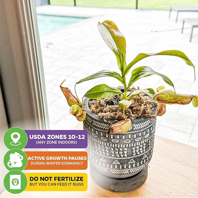 St. Gaya Pitcher Plant - Carnivorous Nepenthes by Wellspring Gardens - Unique Pitchers, Easy-Care, Indoor Plant, Striking Housplant - Fascinating Carnivorous - Starter Aquatic Plant (2-Pack)