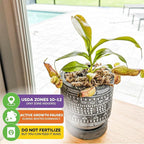 St. Gaya Pitcher Plant - Carnivorous Nepenthes by Wellspring Gardens - Unique Pitchers, Easy-Care, Indoor Plant, Striking Housplant - Fascinating Carnivorous - Starter Aquatic Plant (2-Pack)