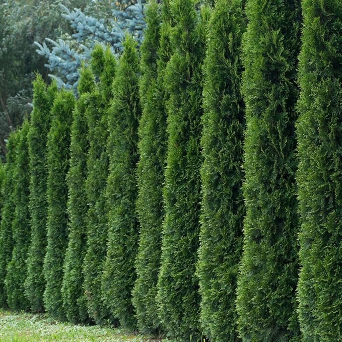 KVITER 50 Thuja Tree Seeds (Arborvitae/Thuja Occidentalis), American Arborvitae Tree Seeds - Fast-Growing Landscaping Plants Seeds- Organic Evergreen Privacy Trees for Outdoor Garden & Yards