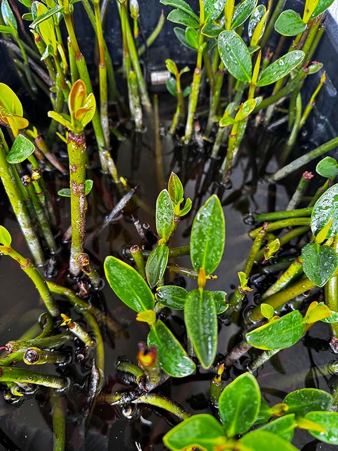Generic AquaGardens | Red Mangrove - Live Plant (Small + Heat Pack for Cold Weather Shipping), Green