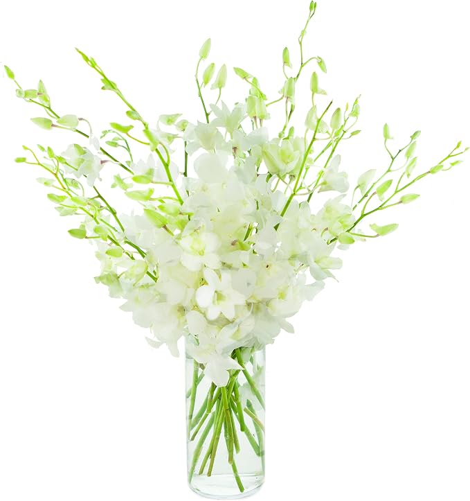 KaBloom PRIME NEXT DAY DELIVERY - Fall Collection - Exotic Perla White Orchid Bouquet of 20 Fresh White Orchid with Vase.Gift for Birthday, Sympathy, Thank You, Valentine, Mother’s Day Fresh Flowers