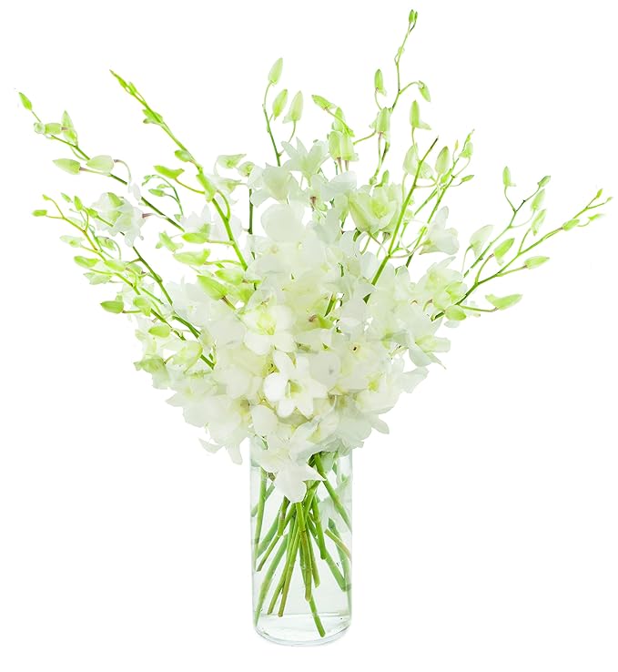 KaBloom - Exotic Perla White Orchid Bouquet of 20 Fresh White Dendrobium Orchids with Vase - Fresh Flowers for Birthday, Valentine's & Mother's Day