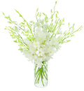 KaBloom - Exotic Perla White Orchid Bouquet of 20 Fresh White Dendrobium Orchids with Vase - Fresh Flowers for Birthday, Valentine's & Mother's Day