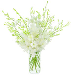 KaBloom - Exotic Perla White Orchid Bouquet of 20 Fresh White Dendrobium Orchids with Vase - Fresh Flowers for Birthday, Valentine's & Mother's Day