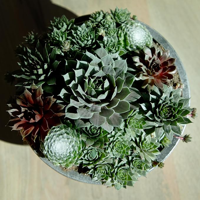 Altman Plants Non-Toxic Live Sempervivum Succulent Plant Gift in 8" Decorative Pot, Real Succulents to Grow, Easy Care Hens and Chicks, Hardy & Low-Maintenance Gift for Gardeners, Popular Houseplants