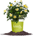 Perfect Plants Easy Bee-zy™ Knock Out® Rose Bush 1 Gallon | Live Rose Shrub | Fresh Roses