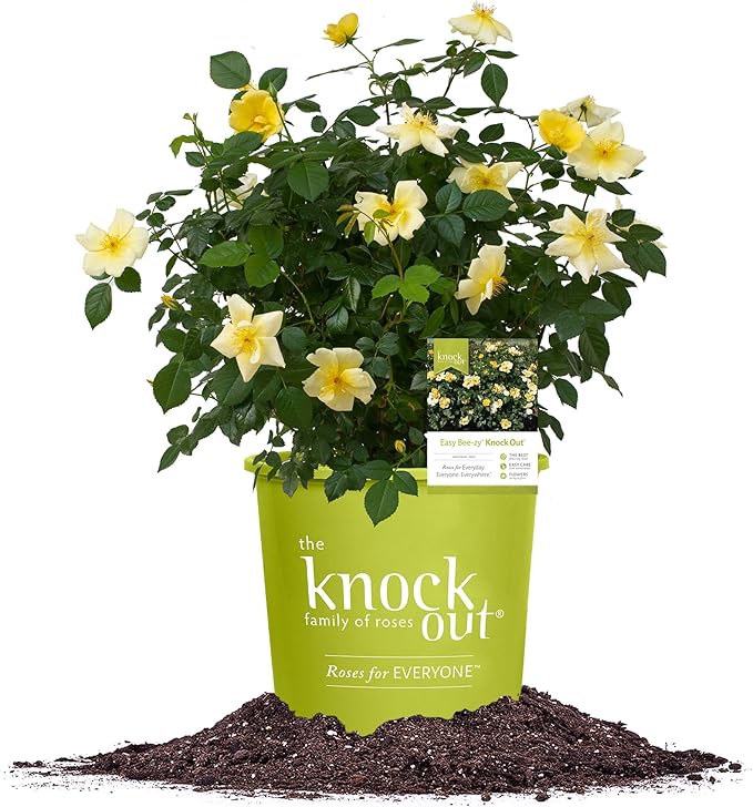 Perfect Plants Easy Bee-zy™ Knock Out® Rose Bush 1 Gallon | Live Rose Shrub | Fresh Roses