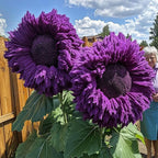 150+ Rare Sunflower Seeds for Planting Giant Teddy Bear Sunflowers Non-GMO Heirloom Seeds for Home Garden Outdoors - Attracts Pollinators