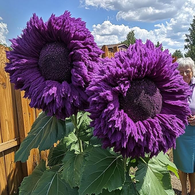 150+ Rare Sunflower Seeds for Planting Giant Teddy Bear Sunflowers Non-GMO Heirloom Seeds for Home Garden Outdoors - Attracts Pollinators