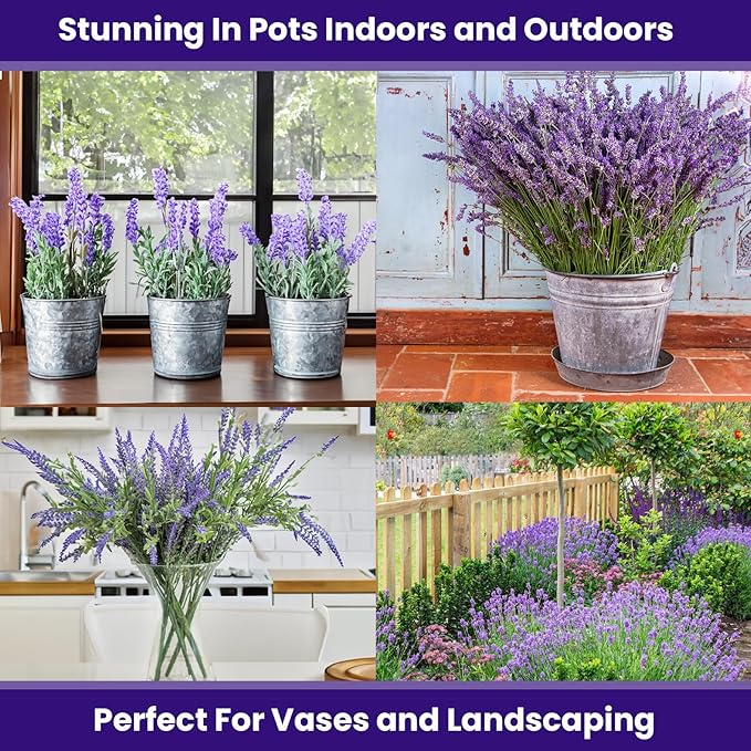 NatureZ Edge1500 English Lavender Seeds for Planting Outdoors or Indoors, 90% Germination, Lavender Plants, Non-GMO, Heirloom Herb Seeds (1 Pack)