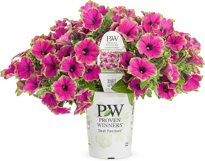 Proven Winners® Petunia Plant - Supertunia Picasso in Purple - 4 Pack - Annual Flower for Spring & Summer Blooms - 6" Tall x 6" Wide, 1.56 Pt Pot