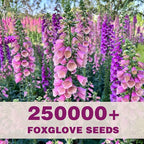 250,000+ Foxglove Seeds Bulk Pack - Tall Spire Blooms, Mixed Colors for Garden Borders, Easy Planting for Home Gardening - Ideal for Backyard Flower Beds, Landscaping, and Pollinator-Friendly Gardens
