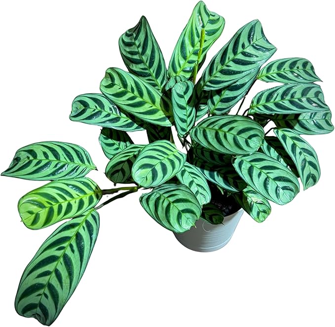 PLANTVERS Calathea Burle Marx in a 6” Decorative Pot – Burle Marxii Houseplant – Live Fishbone Prayer Houseplant – Tropical Indoor Plant – Low Maintenance Indoor Plant Safe for Cats