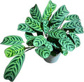 PLANTVERS Calathea Burle Marx in a 6” Decorative Pot – Burle Marxii Houseplant – Live Fishbone Prayer Houseplant – Tropical Indoor Plant – Low Maintenance Indoor Plant Safe for Cats