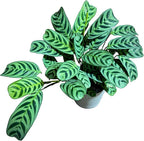 PLANTVERS Calathea Burle Marx in a 6” Decorative Pot – Burle Marxii Houseplant – Live Fishbone Prayer Houseplant – Tropical Indoor Plant – Low Maintenance Indoor Plant Safe for Cats