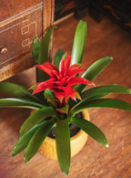 American Plant Exchange Live Bromeliad Guzmania – 6-Inch Pot – Colorful Tropical Houseplant with Bright Long-Lasting Blooms, Easy Care Indoor Plant for Desks, Kitchens, Patios & Home Décor