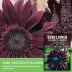 Chocolate Cherry Sunflower Seeds for Planting | Rare Burgundy Black Blooms, 6-7ft Giant Non-GMO Heirloom Flower - Survival Garden Seeds (1 Pack)