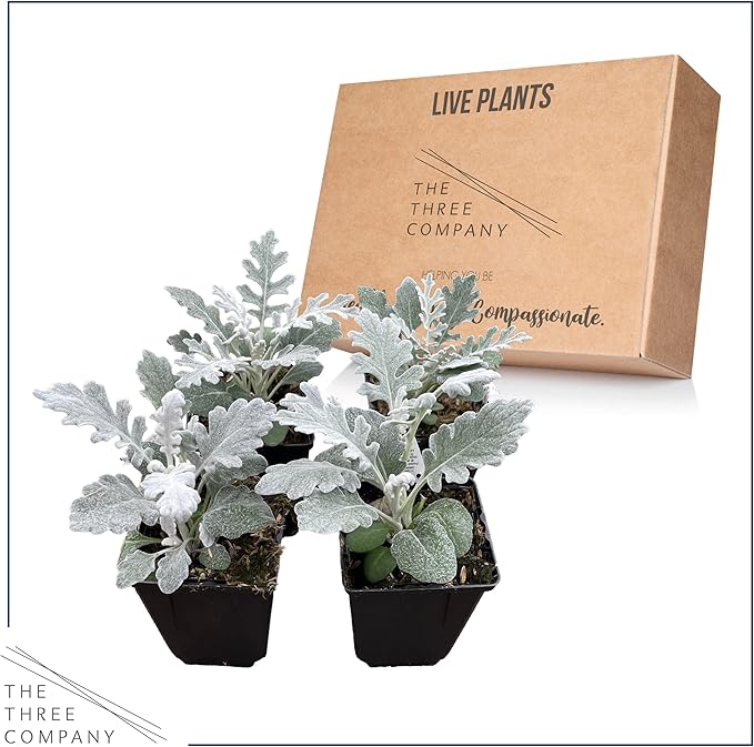 Live Spring Dusty Miller - 4 Plants Per Pack - 6" Tall by 4" Wide in 1 Pint Pot