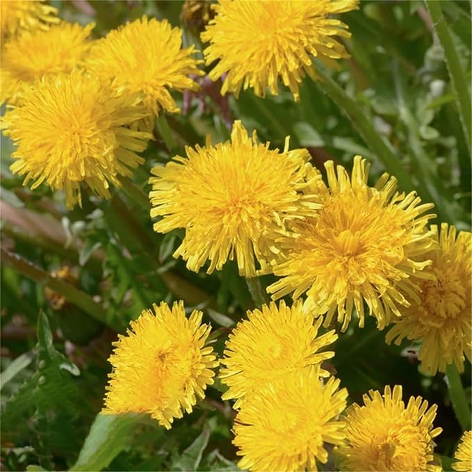 8000+ Dandelion Seeds for Planting - Dandelion (Taraxacum Officinale) Yellow Seeds Rare Flower Seeds Non-GMO Perennial Wild Flower Seeds