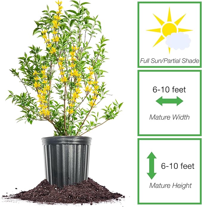 PERFECT PLANTS Lynwood Gold Forsythia Shrub 1 Gallon | Live Shrubs for Outdoor Planting | Fast Growing & Provides Privacy | Gorgeous Yellow Flower in Spring