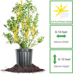 PERFECT PLANTS Lynwood Gold Forsythia Shrub 1 Gallon | Live Shrubs for Outdoor Planting | Fast Growing & Provides Privacy | Gorgeous Yellow Flower in Spring