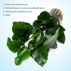 SubstrateSource Live Jungle Plants - Anubias Emerald Bloom (Anubias barteri) - Compact Epiphytic Rhizome Plant for Midground Freshwater Aquascapes, Emerald Green Accent - Pot